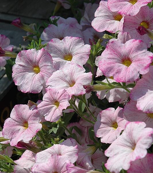 supercal blushing pink petchoa