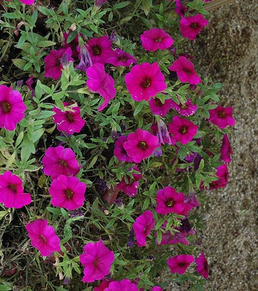supercal purple petchoa