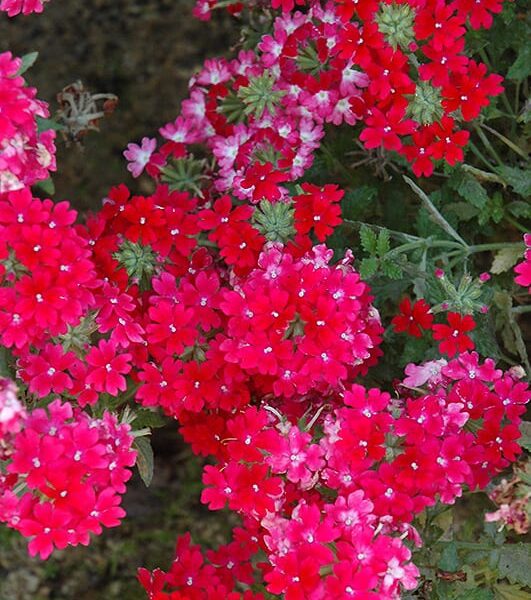 lanai twister red verbena