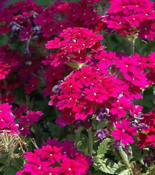 superbe royale plum wine verbena