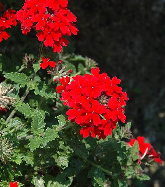 lanai red verbena