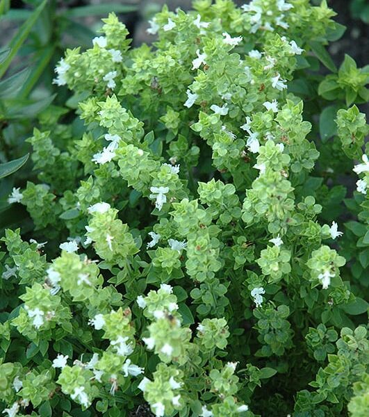 boxwood basil
