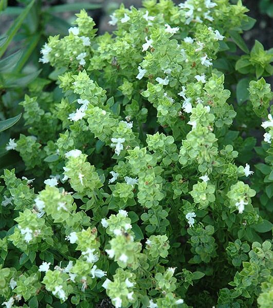 Boxwood Basil