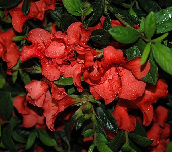 encore azalea autumn embers