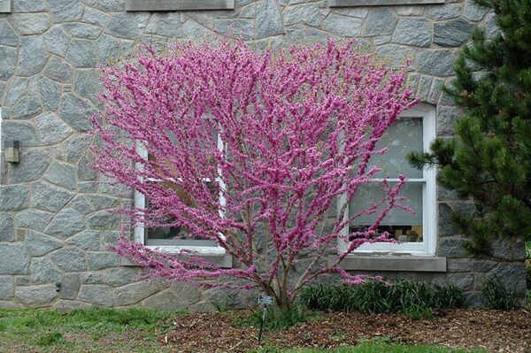 Don Egolf Miniature Redbud