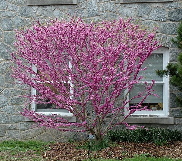 Don Egolf Miniature Redbud