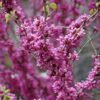 Don Egolf Miniature Redbud