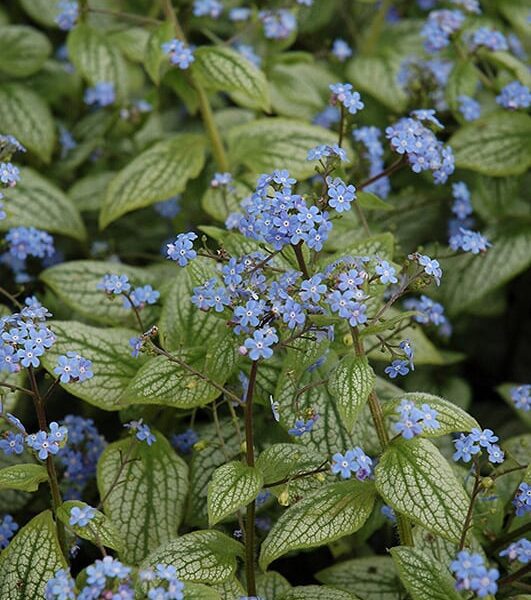 silver heart bugloss