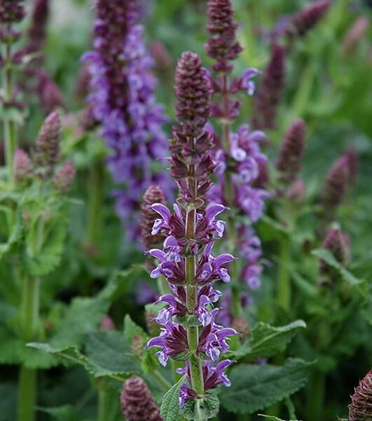 lyrical silvertone meadow