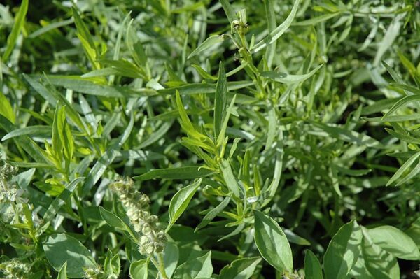 French tarragon