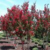red rocket crapemyrtle