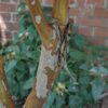 natchez crapemyrtle