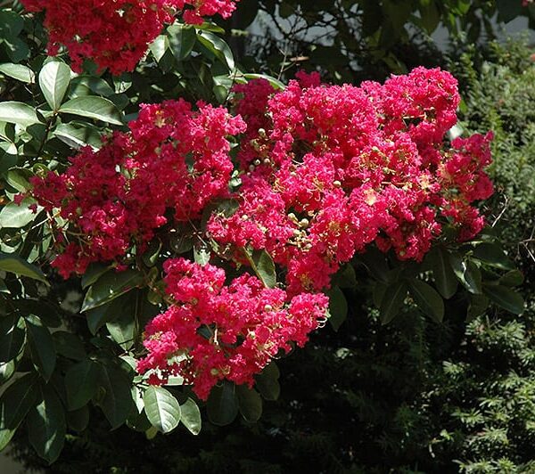 Centennial Spirit Crapemyrtle