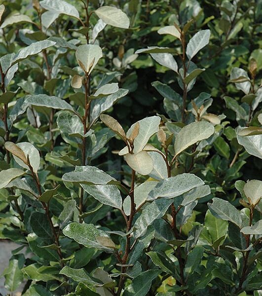 webbings silverberry