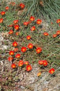 rio grande orange purslane