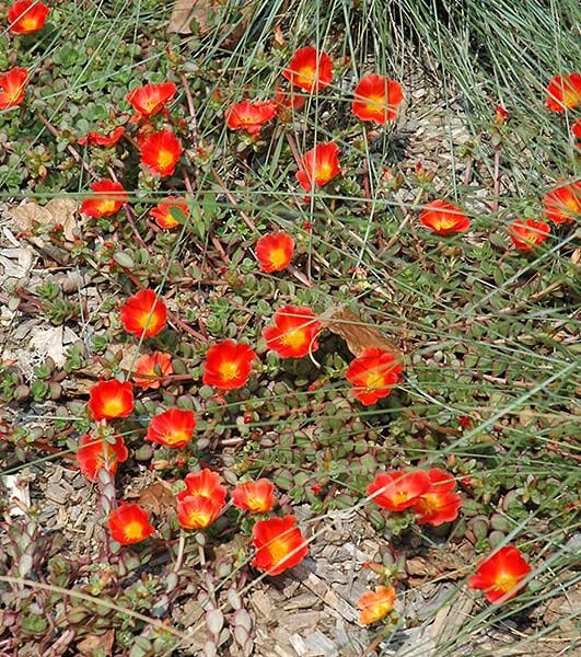 rio grande orange purslane
