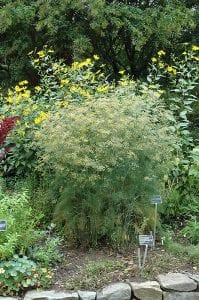 fennel