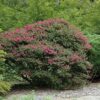 pocomoke crapemyrtle