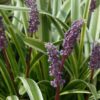 variegata lily turf