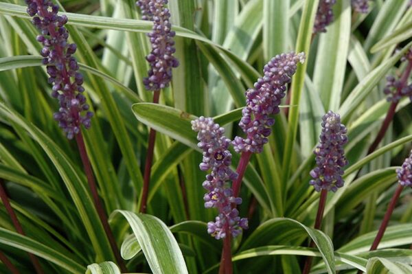 Variegata Lily Turf