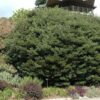 Japanese cleyera