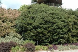 Japanese cleyera
