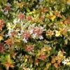 kaleidoscope abelia