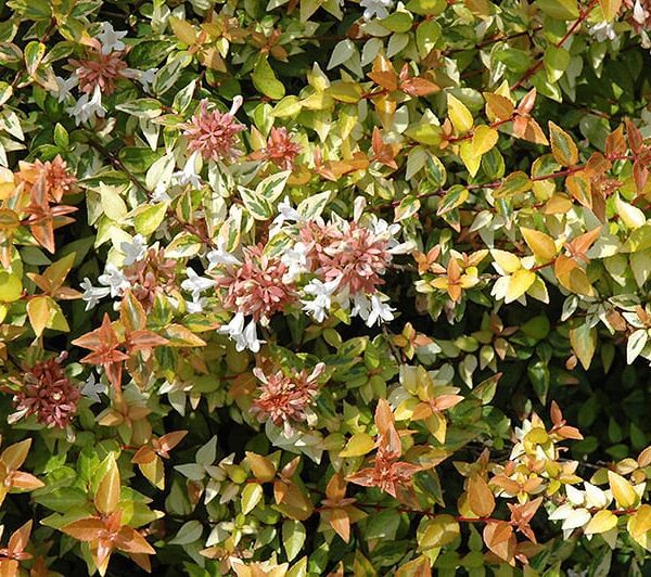 kaleidoscope abelia