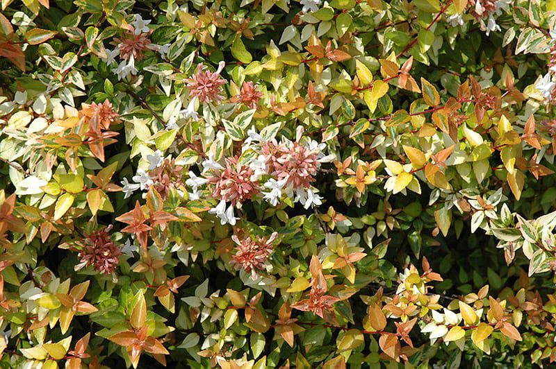 Kaleidoscope Abelia. 