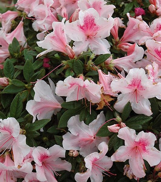 encore azalea