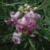 Desert Willow