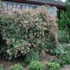 canyon creek abelia