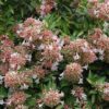 Canyon Creek Abelia