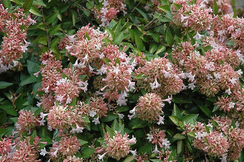 Image of Canyon Creek Abelia and Perennials