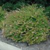 rose creek abelia