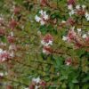 rose creek abelia