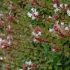 Rose Creek Abelia