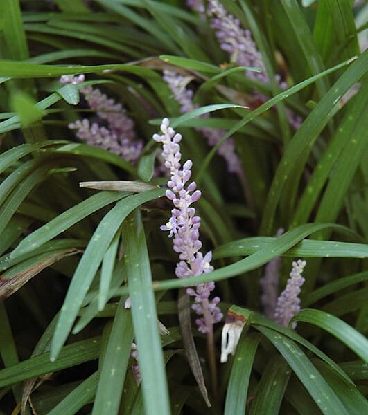 Liriope Silver Dragon