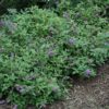 lo and behold blue chip dwarf butterfly bush