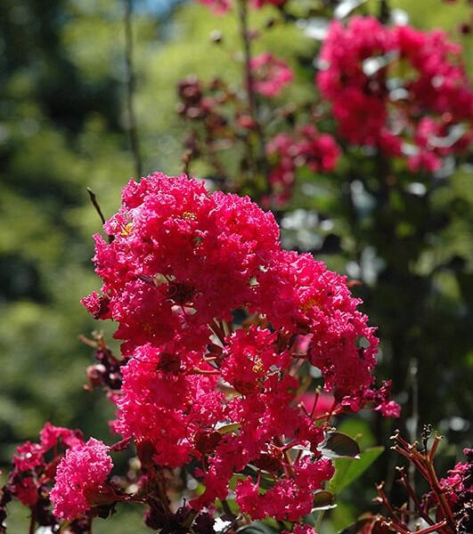 pink velour crapemyrtle