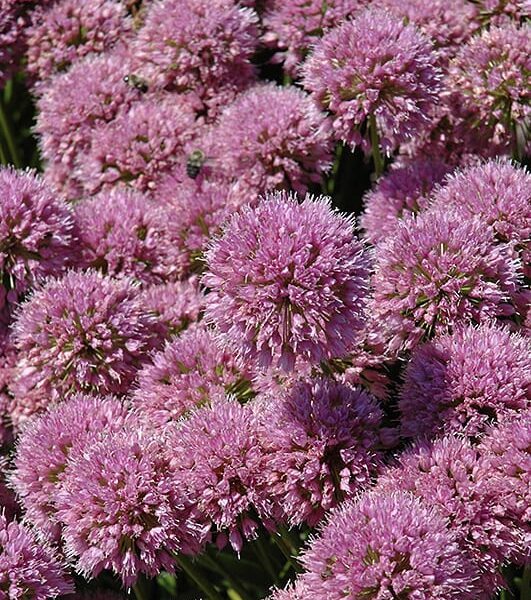 millenium ornamental onion