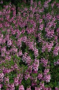 serenita pink angelonia