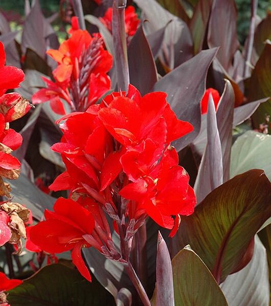 cannova bronze scarlet canna