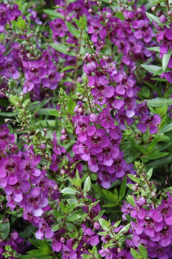 Archangel Dark Purple Angelonia