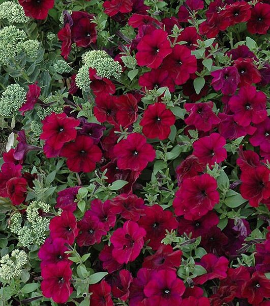 easy wave burgundy velour petunia
