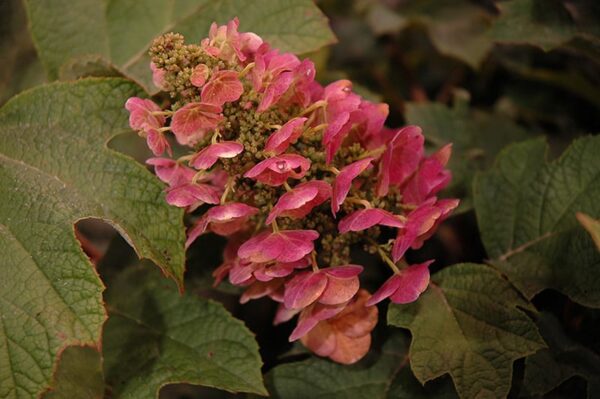 Ruby Slippers Hydrangea