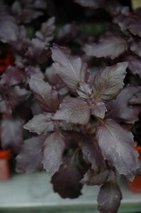 plant