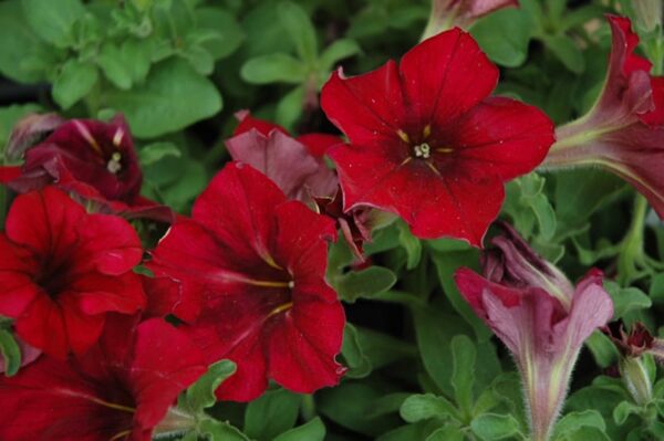 Crazytunia Mandeville Petunia