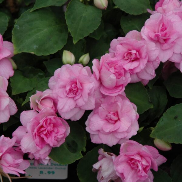 Fiesta Lavender Orchid Double Impatiens