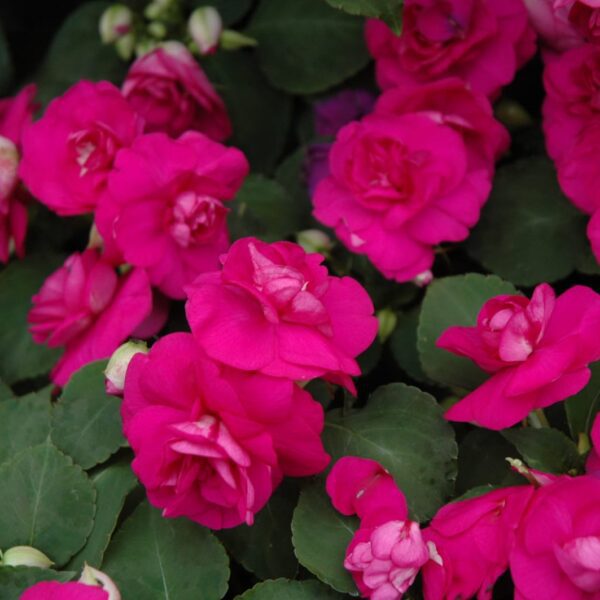 Fiesta Purple Double Impatiens